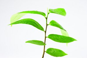 查询优化